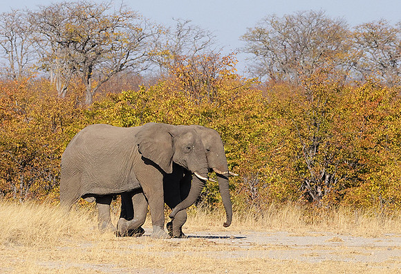 Hwange NP