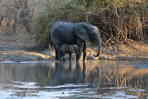 Mana Pools NP