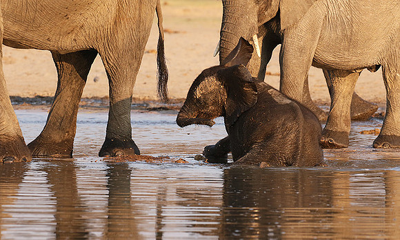 Hwange NP