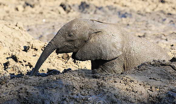 Mana Pools NP