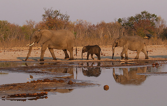 Hwange NP