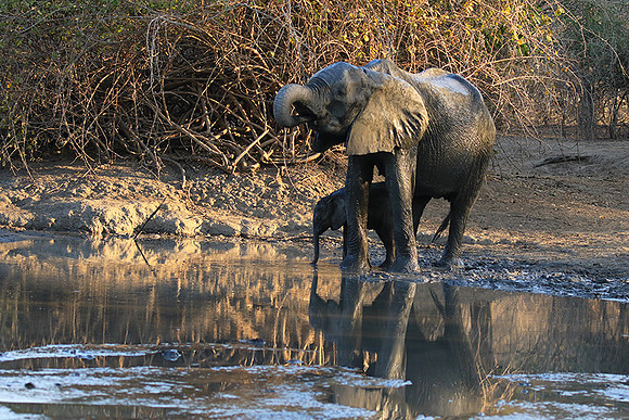 Mana Pools NP