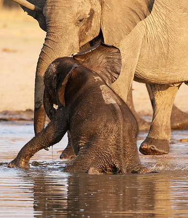 Hwange NP