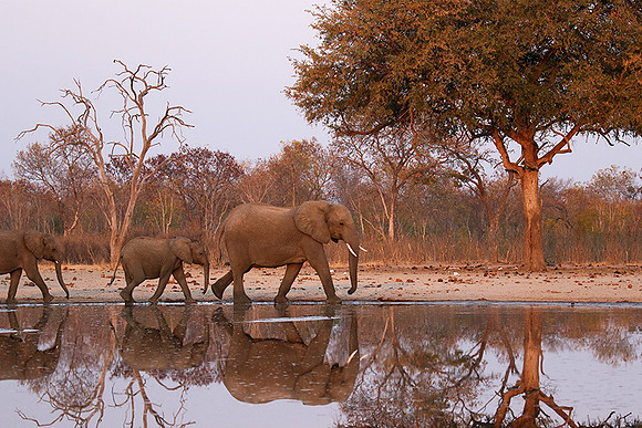 Hwange NP