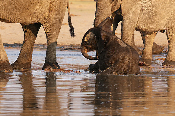Hwange NP