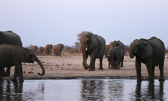 Hwange NP