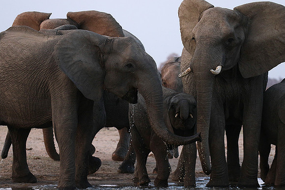 Hwange NP