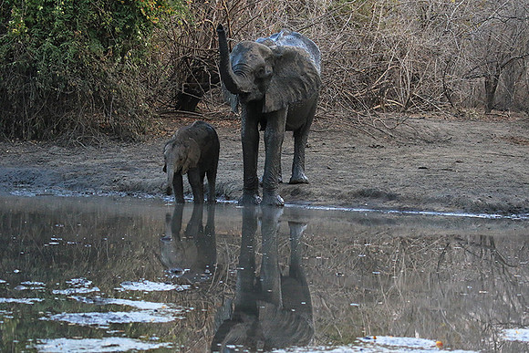 Mana Pools NP