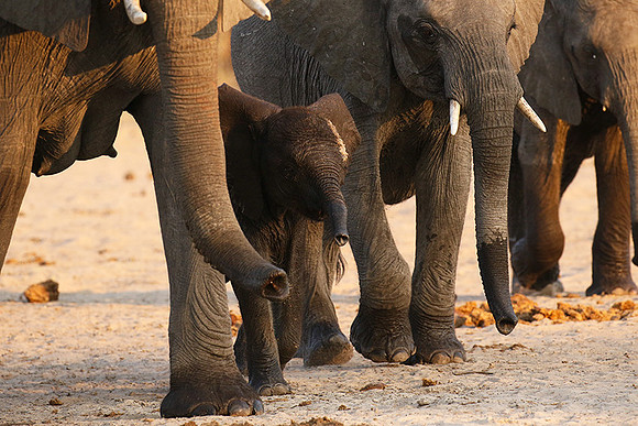 Hwange NP