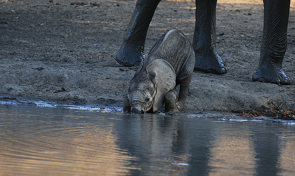 Mana Pools NP
