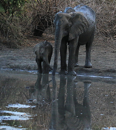 Mana Pools NP