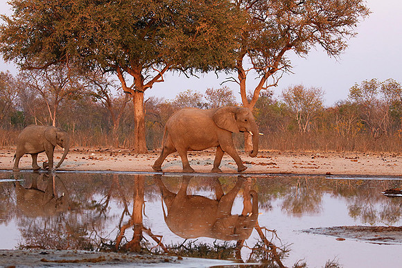 Hwange NP