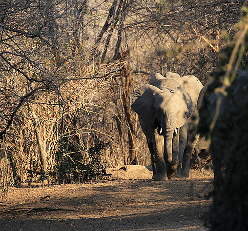 Mana Pools NP