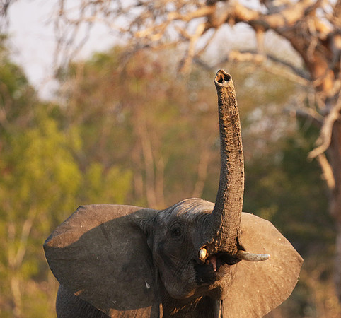 Hwange NP