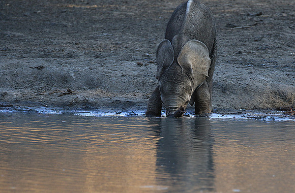 Mana Pools NP