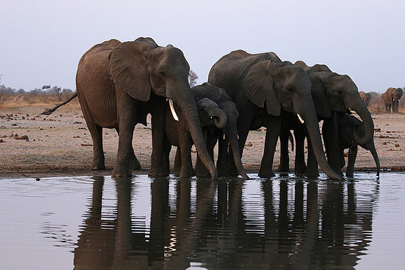 Hwange NP