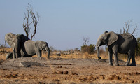 Hwange NP