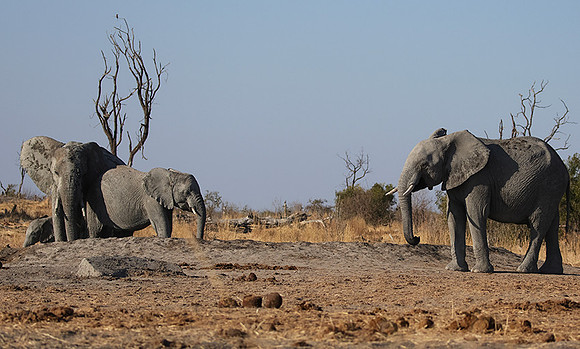Hwange NP
