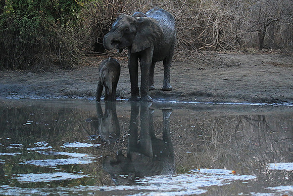 Mana Pools NP