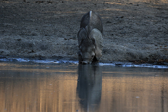 Mana Pools NP