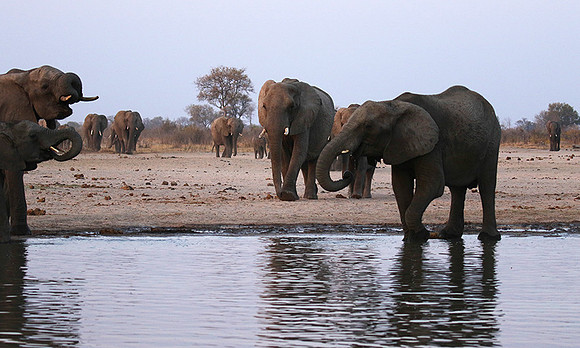 Hwange NP
