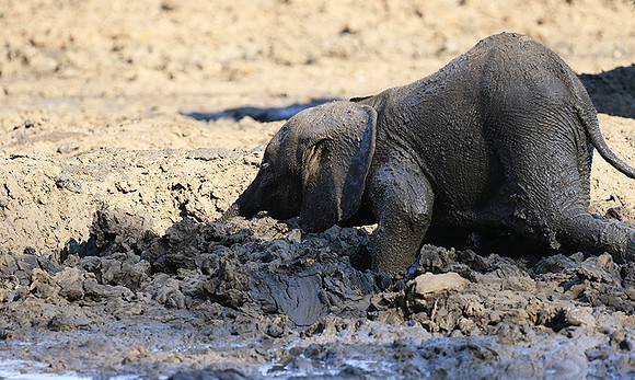 Mana Pools NP