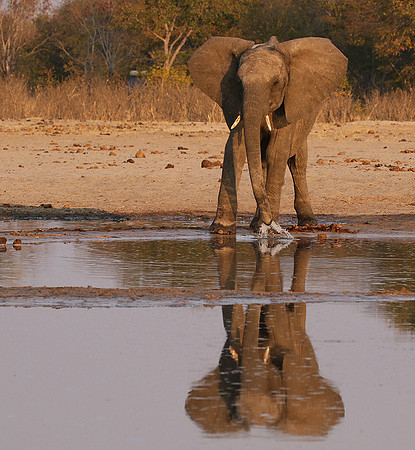 Hwange NP