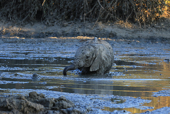 Mana Pools NP