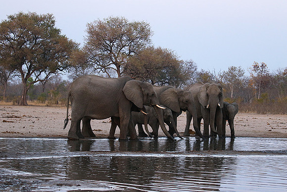 Hwange NP