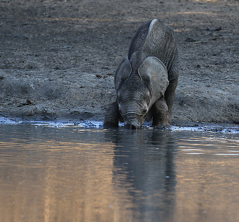 Mana Pools NP