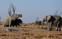 Hwange NP