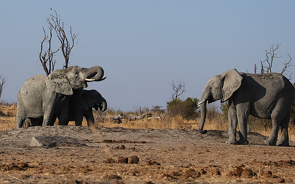 Hwange NP