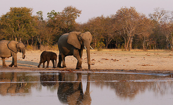 Hwange NP