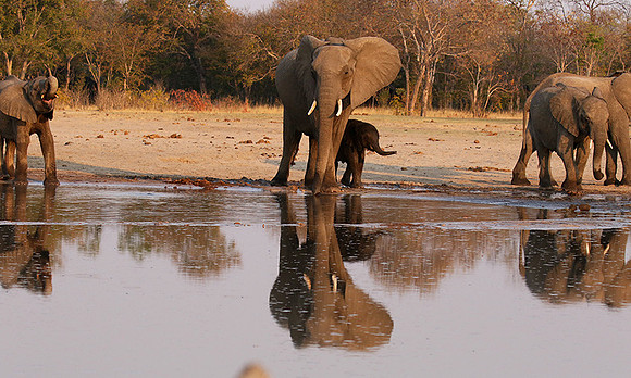 Hwange NP