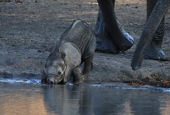 Mana Pools NP