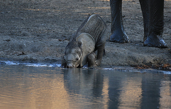 Mana Pools NP