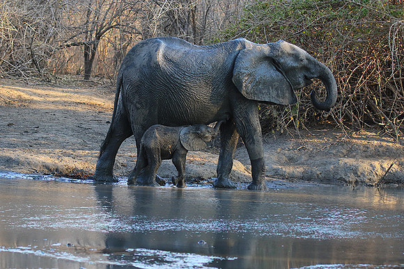 Mana Pools NP