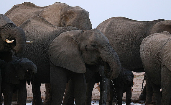 Hwange NP