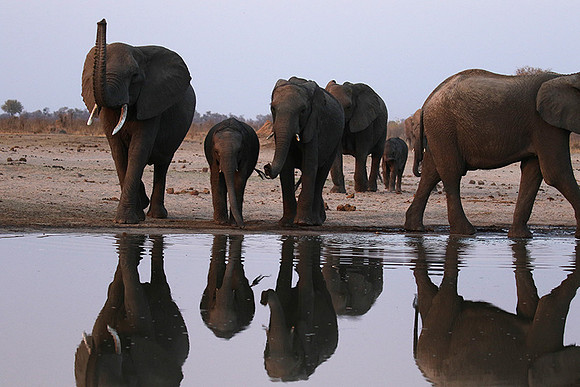 Hwange NP