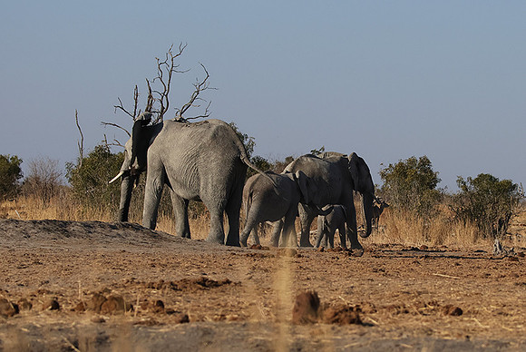 Hwange NP