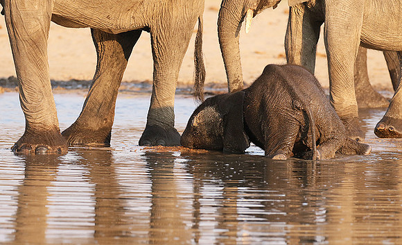 Hwange NP