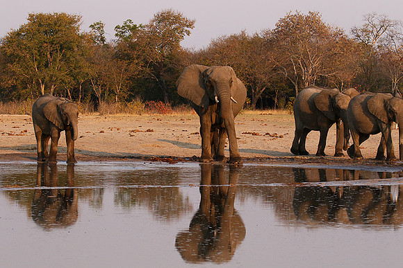 Hwange NP