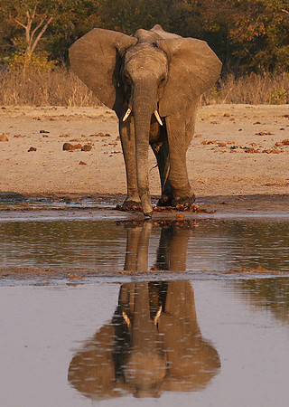 Hwange NP