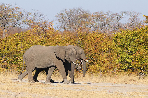 Hwange NP