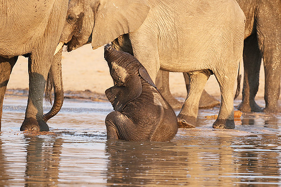 Hwange NP