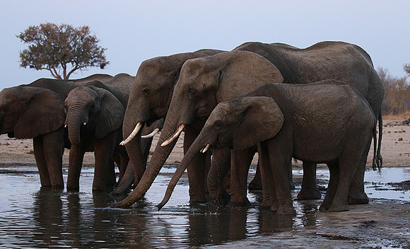 Hwange NP