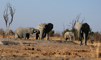 Hwange NP