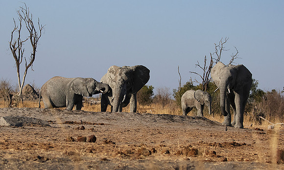 Hwange NP