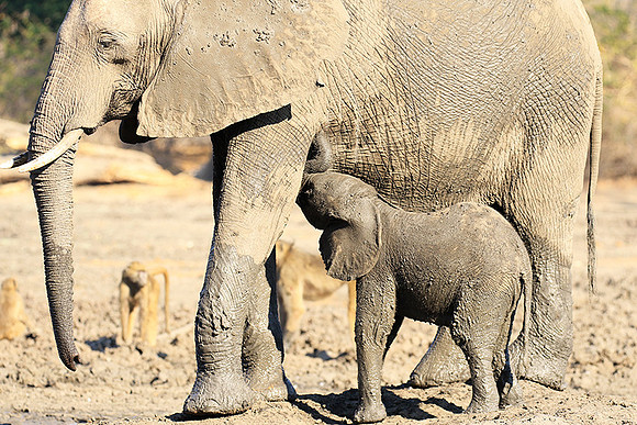 Mana Pools NP
