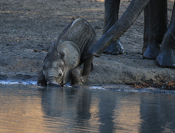 Mana Pools NP
